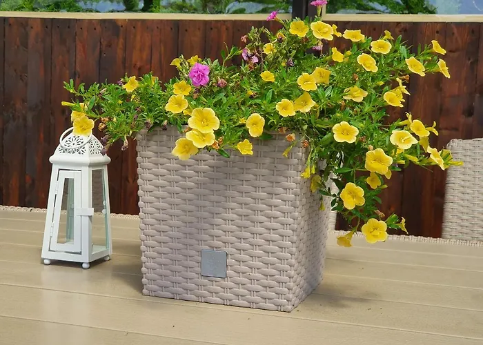 Goscinne Piotr Gaska *